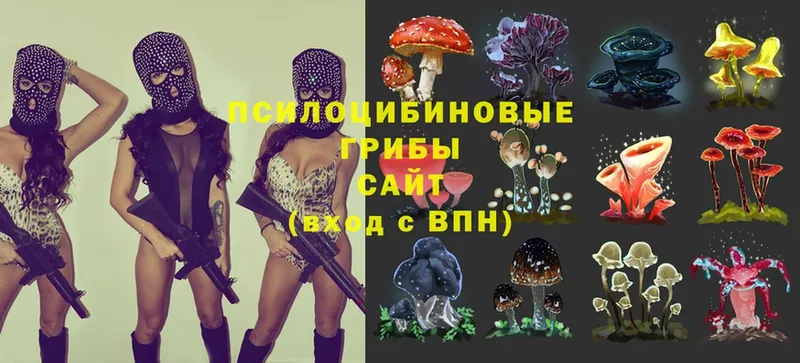 Псилоцибиновые грибы Psilocybe  Белово 